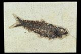 Fossil Fish (Knightia) - Green River Formation #129779-1